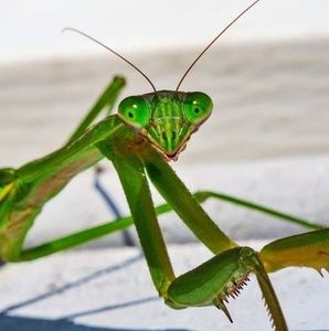 Meet your Posher, Wendy